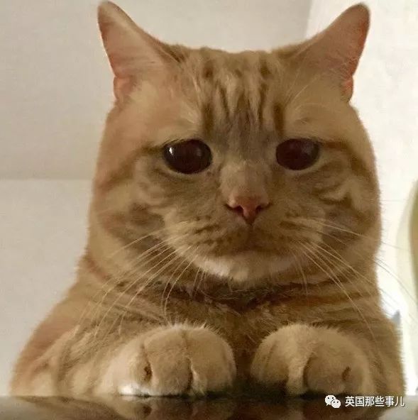 一只面对食物丧不唧唧的胖橘,像极了减肥期的各位啊