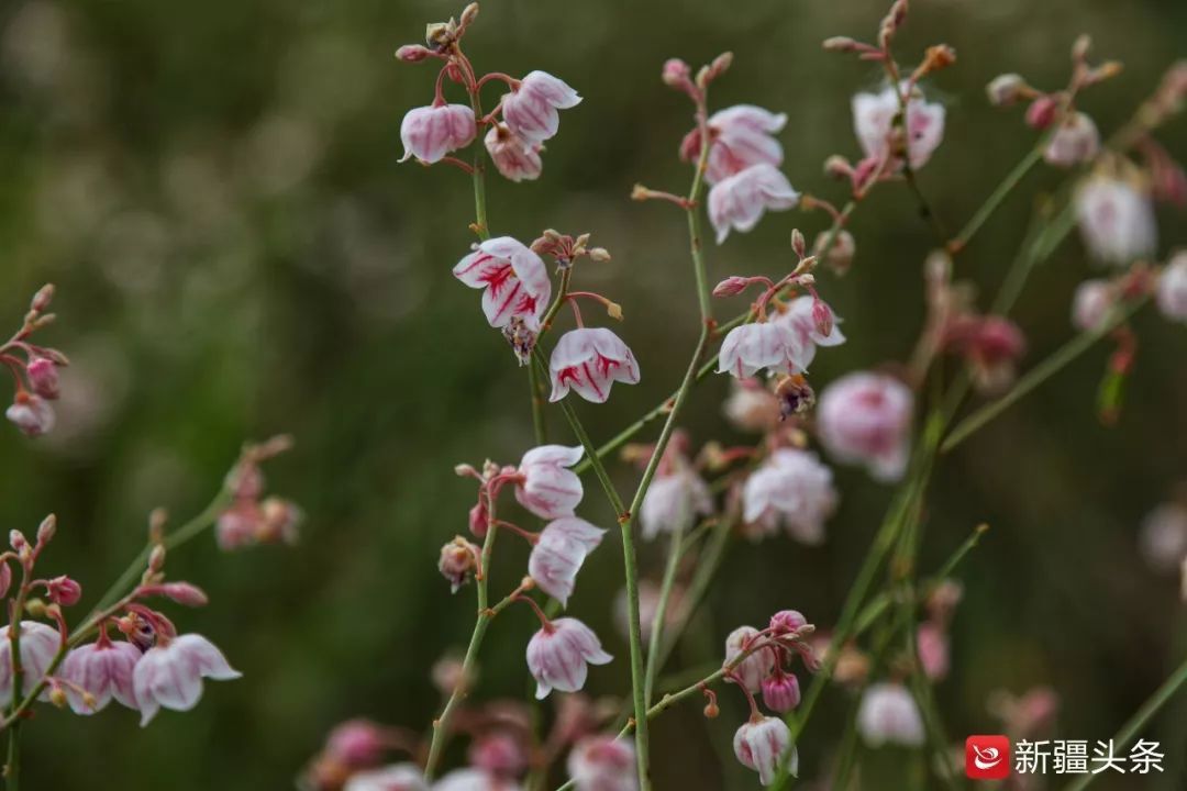 "甜蜜蜜"的幸福!新疆塔里木河畔野生罗布麻花飘香,蜂农很忙!