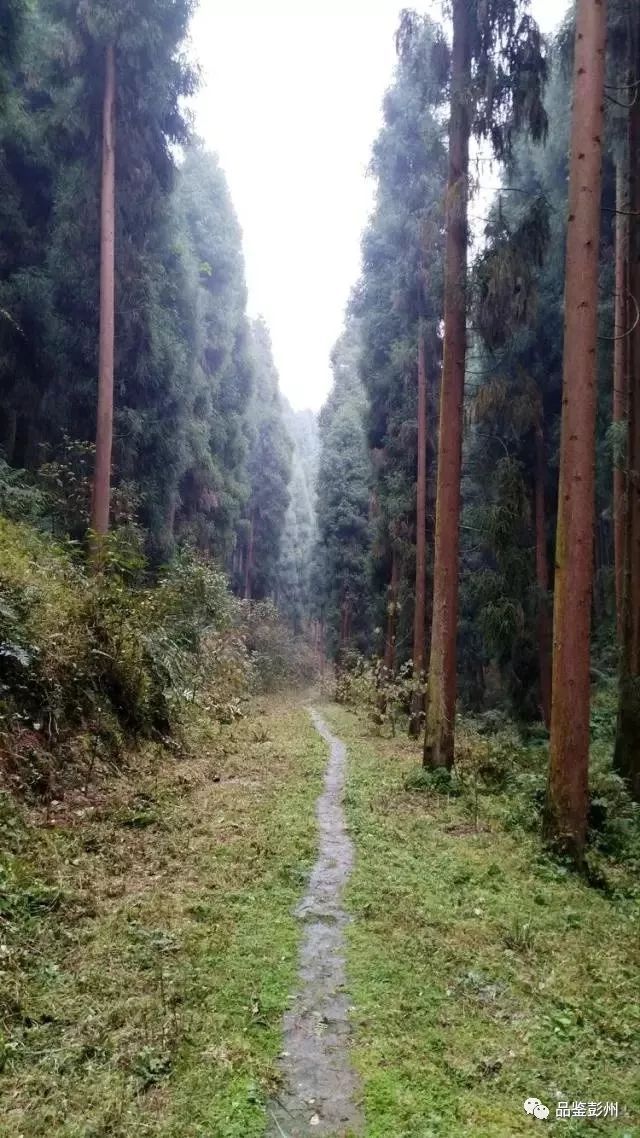 住在森林里是一种什么体验?想知道的来这里