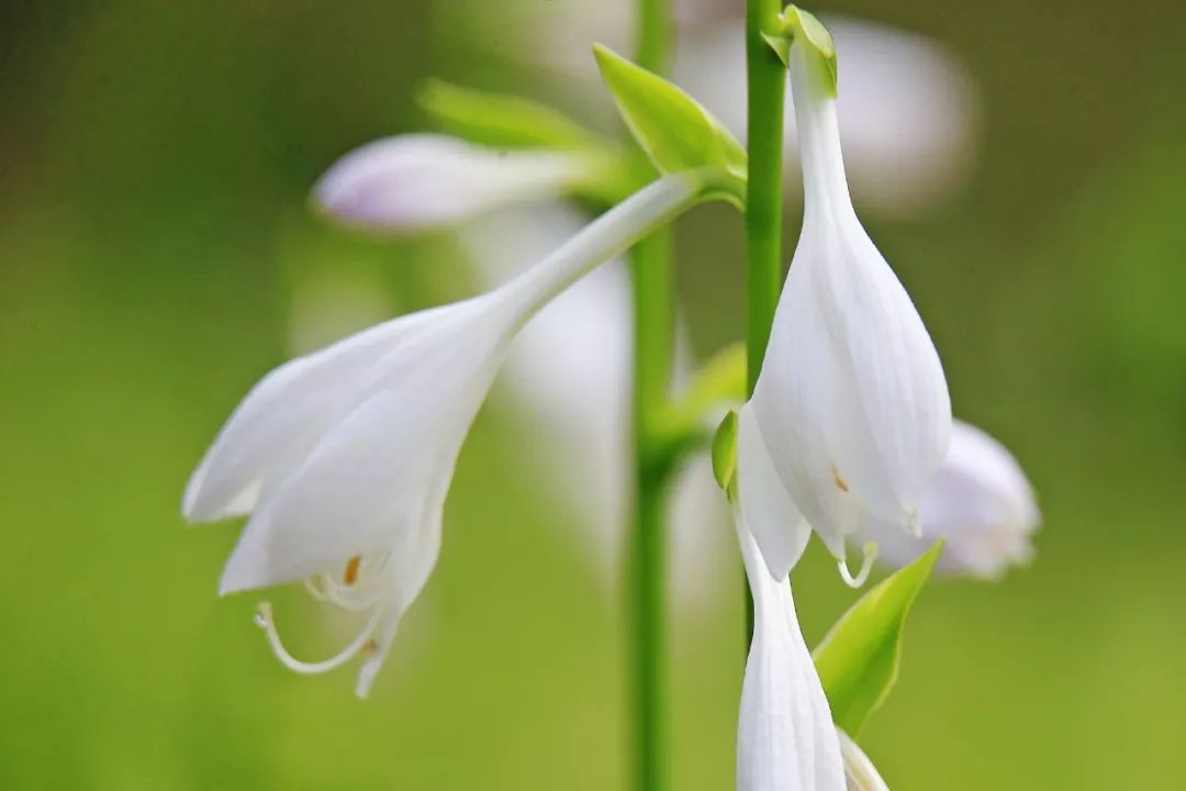 玉簪花 玉簪花又名白萼,白鹤仙,属百合科,为多年生宿根植物.