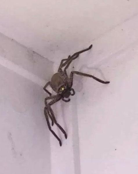 吓哭了!澳大利亚一女子在家中天花板上发现巨型蜘蛛