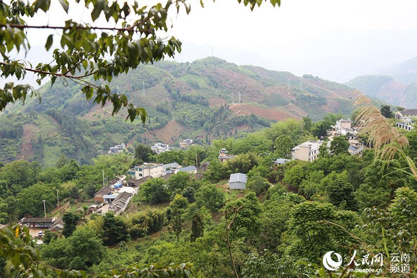 云南保山百花岭:百鸟"鸣"出致富路(组图)