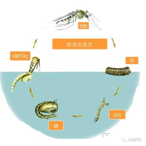 利奇马走了,但一大波蚊子正在赶来的路上