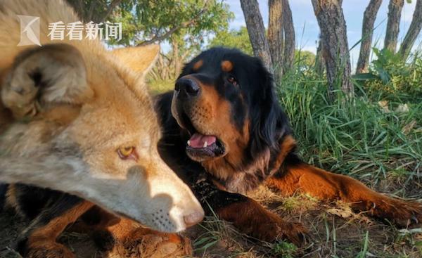 知恩图报!藏獒混入狼群1年成狼王 有肉先献"太上皇"