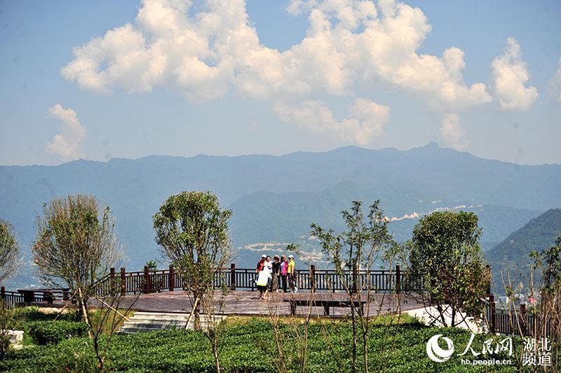 连日来,湖北省宜昌市夷陵区"三峡茶谷"之一的邓村乡"茶旅小镇"项目