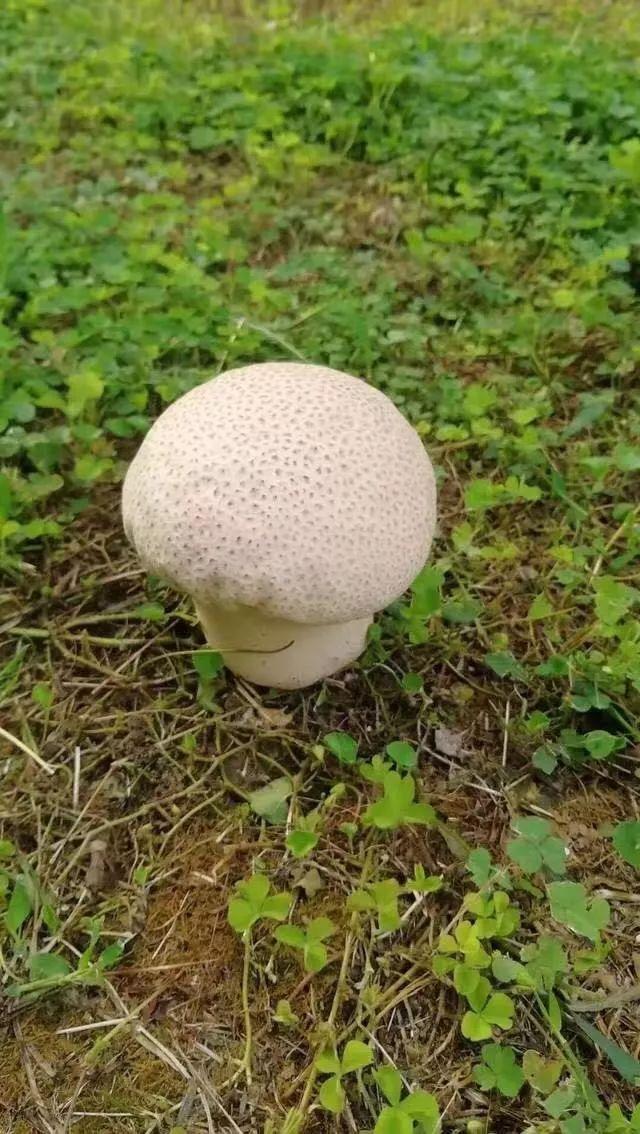 已放倒5人雨后不少小区冒出又白又大的蘑菇千万别吃