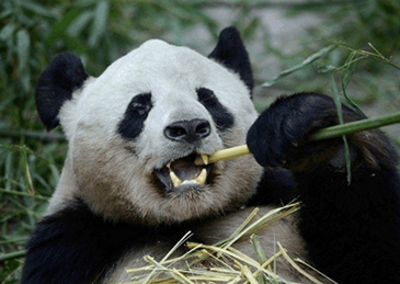 以竹子为主食的大熊猫,牙齿很容易产生磨损.