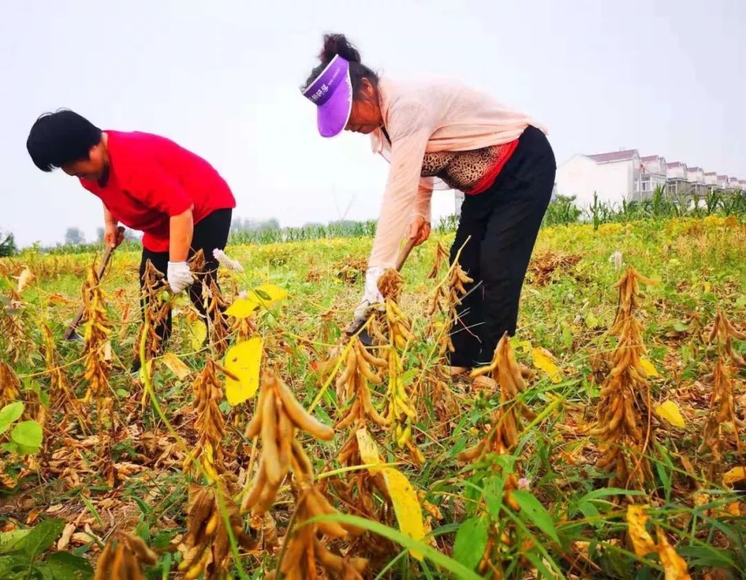 『乡村生活图景』秋分到,看2800万安徽农民这样晒丰收