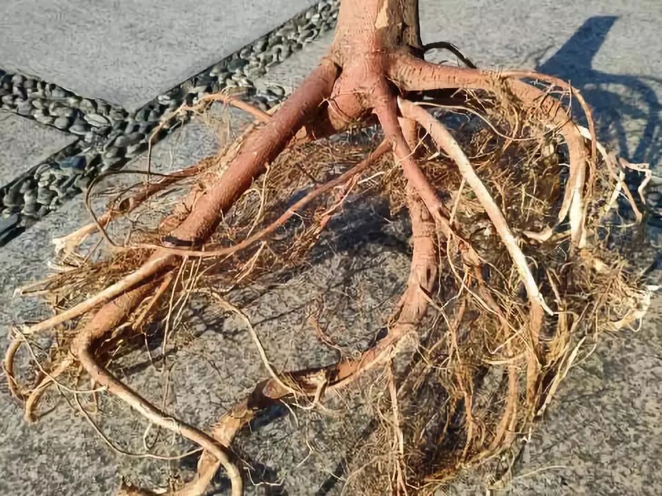 五指毛桃怎么挑?