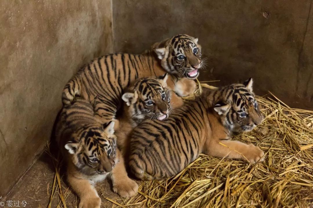 这4只小老虎人见人爱!
