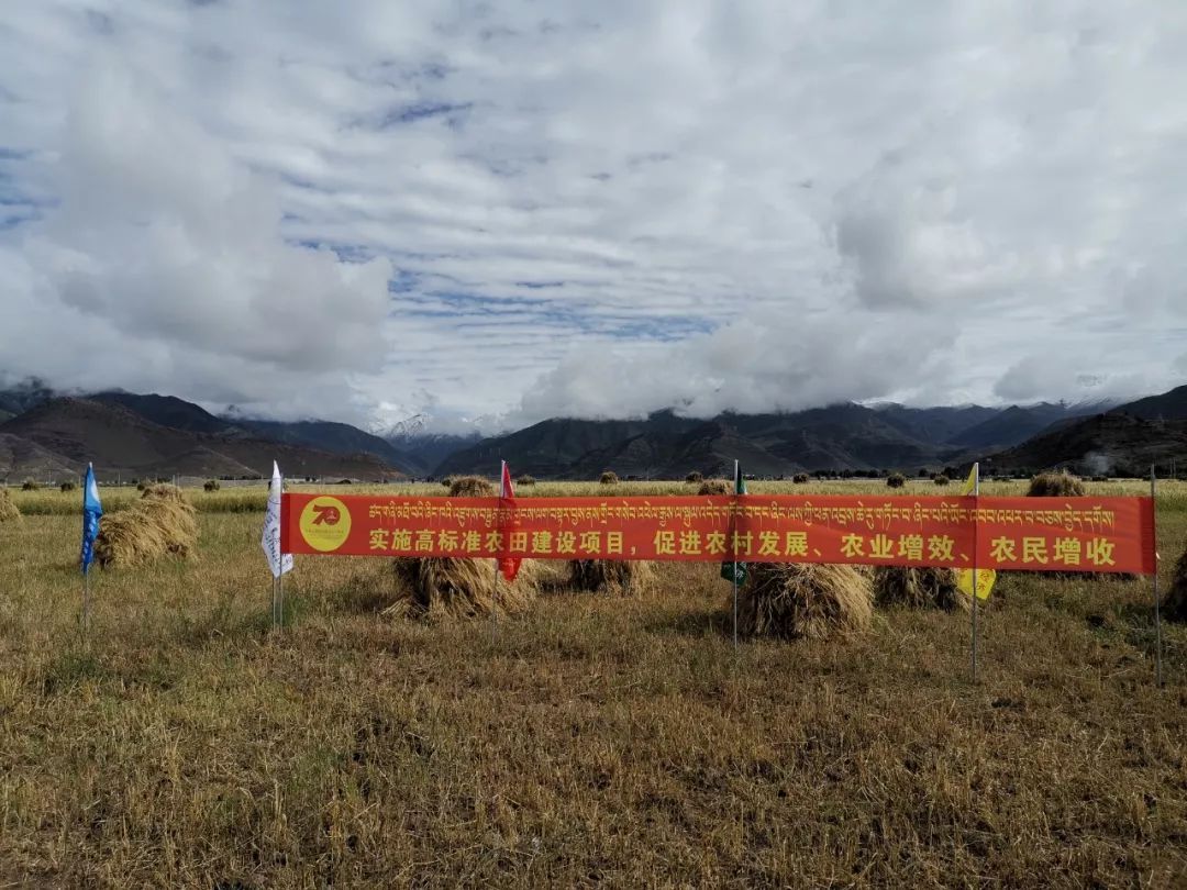 图为拉萨市林周县松盘乡高标准农田建设现场 本报记者 李继学/摄