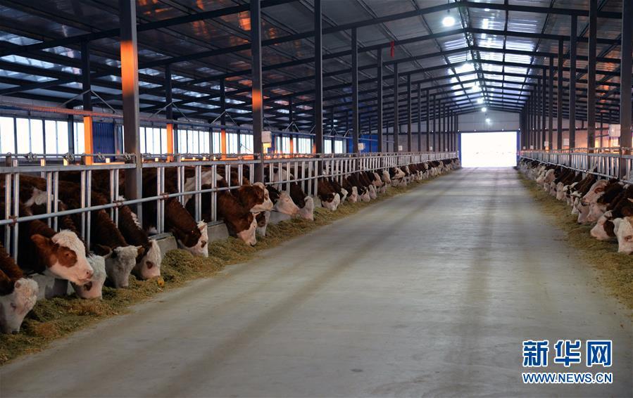这是12月19日拍摄的科左后旗巴嘎塔拉苏木刘金山养牛合作社的牛棚.