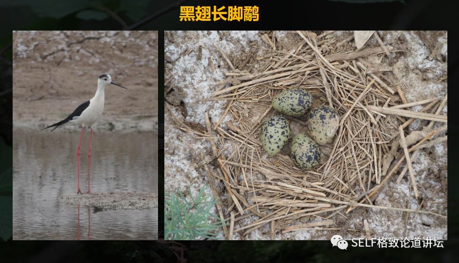 沙滩上的环颈鸻巢找窝现在成了我的一个习惯,每当在鸟类繁殖季节出游