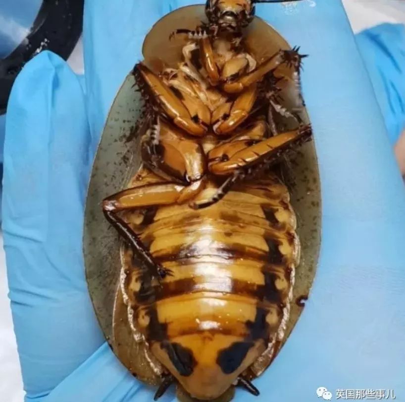 战斗民族实在太硬核了女兽医给宠物蟑螂动了个妇科手术