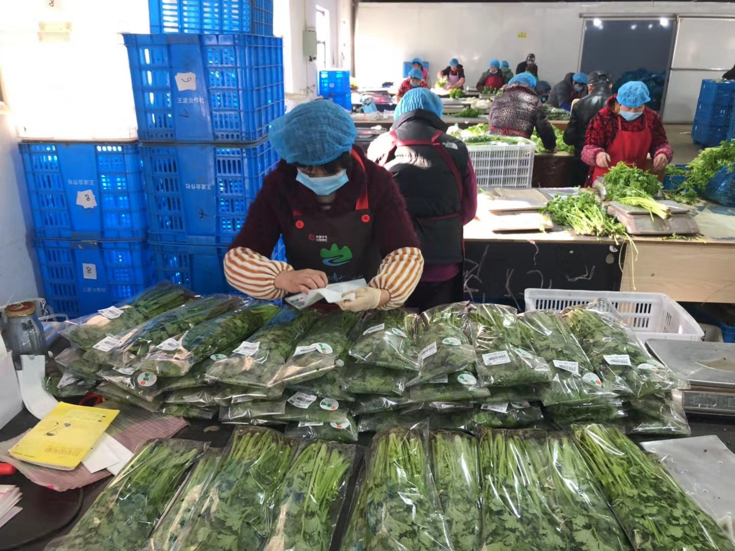 在位于竖新镇的上海静捷蔬菜专业合作社,加工包装车间内也是如火如荼