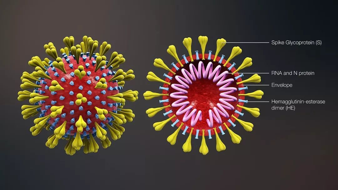 冠状病毒的遗传物质由单链rna 构成,当病毒在宿主内增殖时,病毒rna会