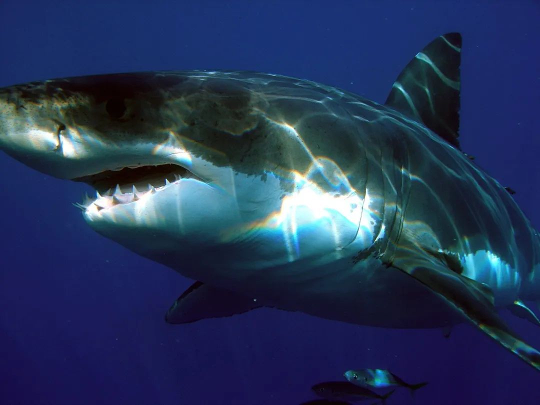 白鲨体长通常超过4米,一张血盆大口,加上如同剃刀一般锐利的数层牙齿