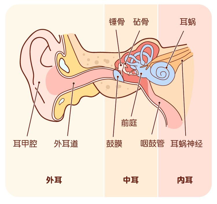 正常的情况 虽然被叫做耳屎但耵聍并不是脏东西它是守护耳朵健康的