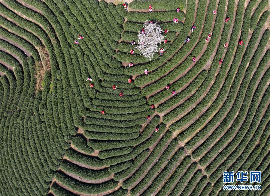 茶乡万亩茶园开启春季"美丽经济"