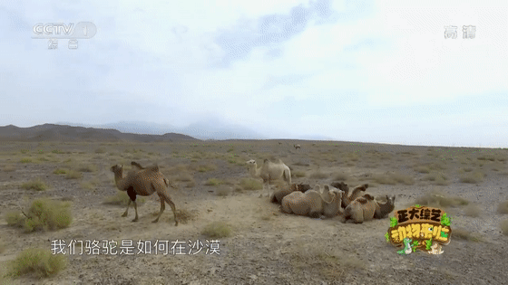 骆驼是如何储存水分的?驼峰有啥作用?一起来探索