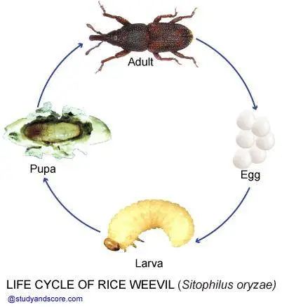 粮食还在地里时,雌性米象会用象鼻一样的吻端在大米上凿出一个深深的