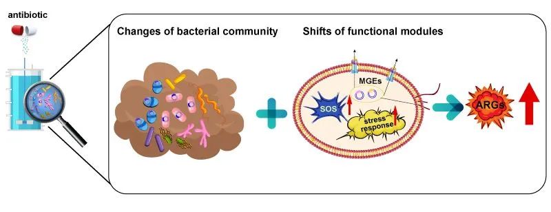抗生素潜在胁迫,厌氧污泥微生物生理功能和群落变化对于抗性基因迁移