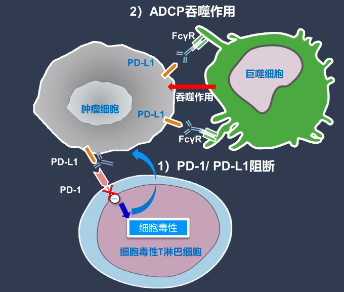 舒格利单抗还保留了抗体fc段,与巨噬细胞表面的fcγ受体(fcγr)结合