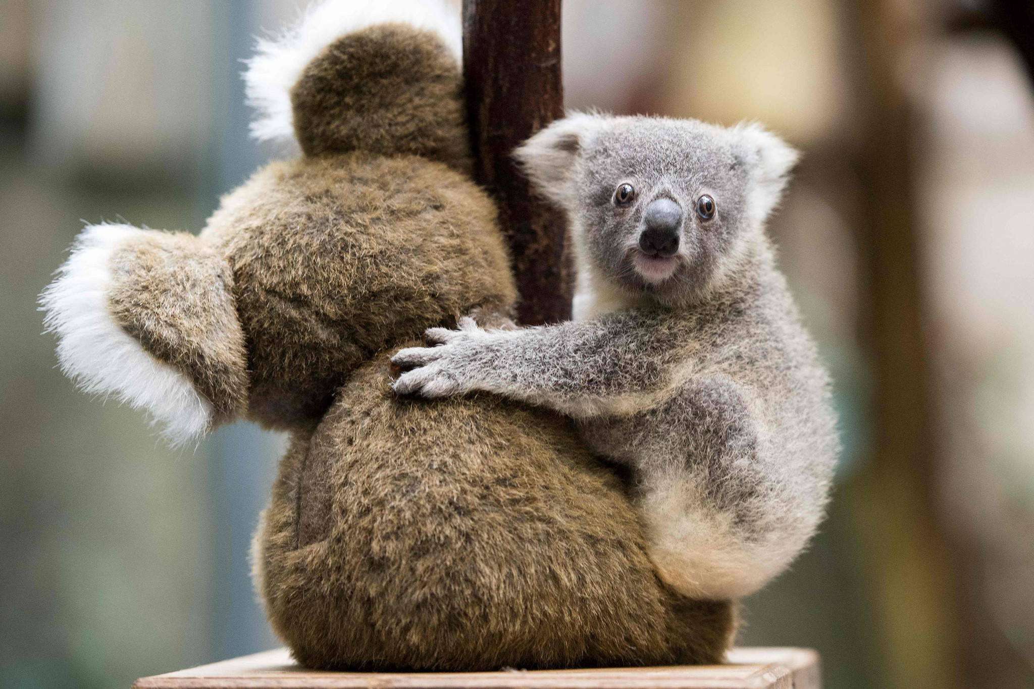 可爱的水彩画动物宝宝澳大利亚考拉在桉树上。插画图片素材_ID:398048998-Veer图库