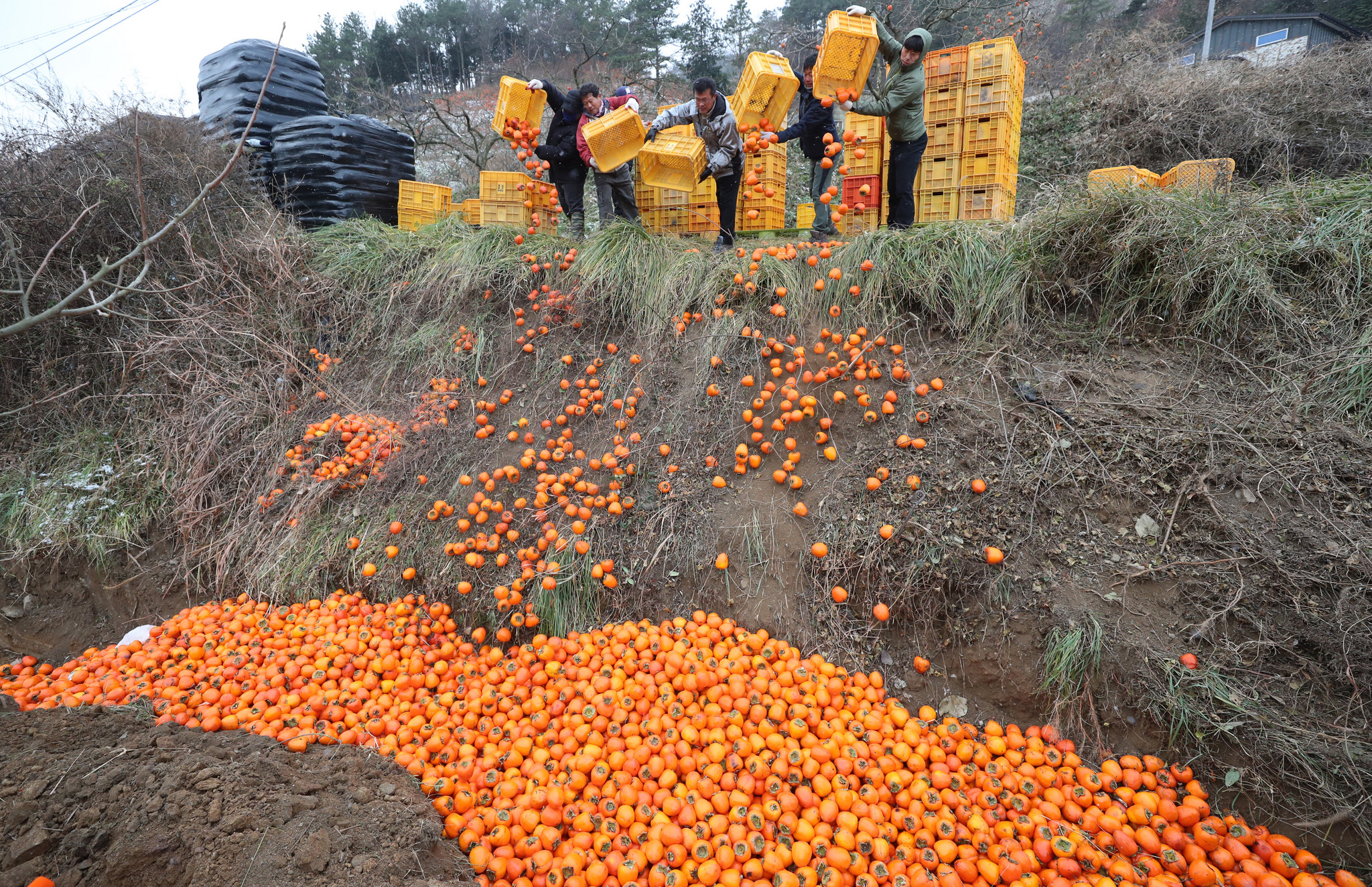30万斤高橙滞销 他们6天帮着卖出40000多斤-台州频道