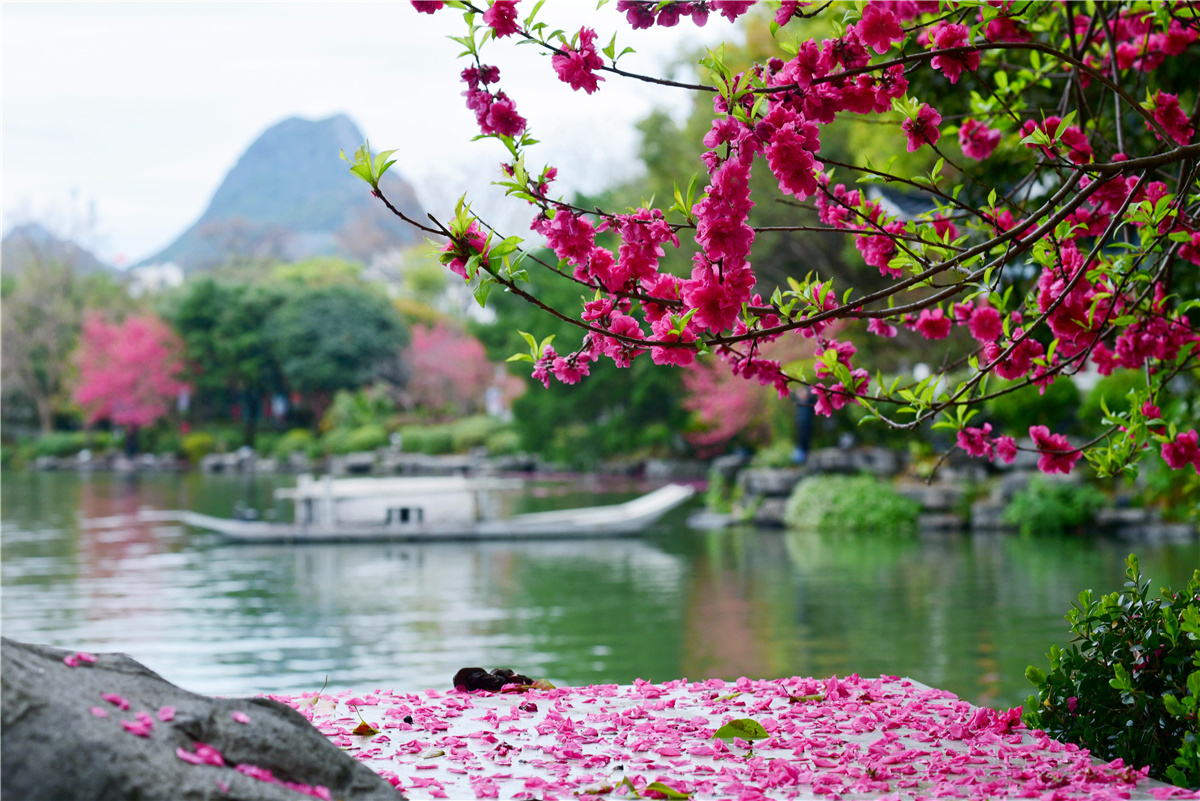 桂林榕湖:春水碧于天 胜过桃花源!