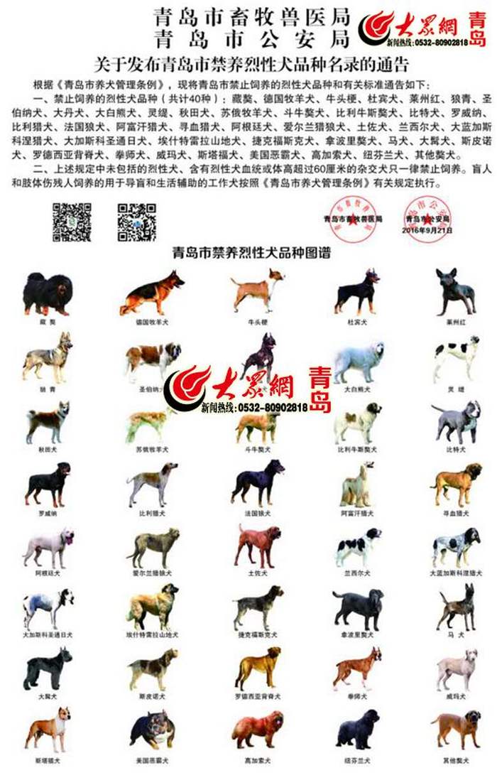 青岛养犬新规:每户限养一只 需缴400元管理费