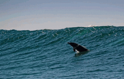 壁纸 动物 海洋动物 桌面 400_255 gif 动态图 动图