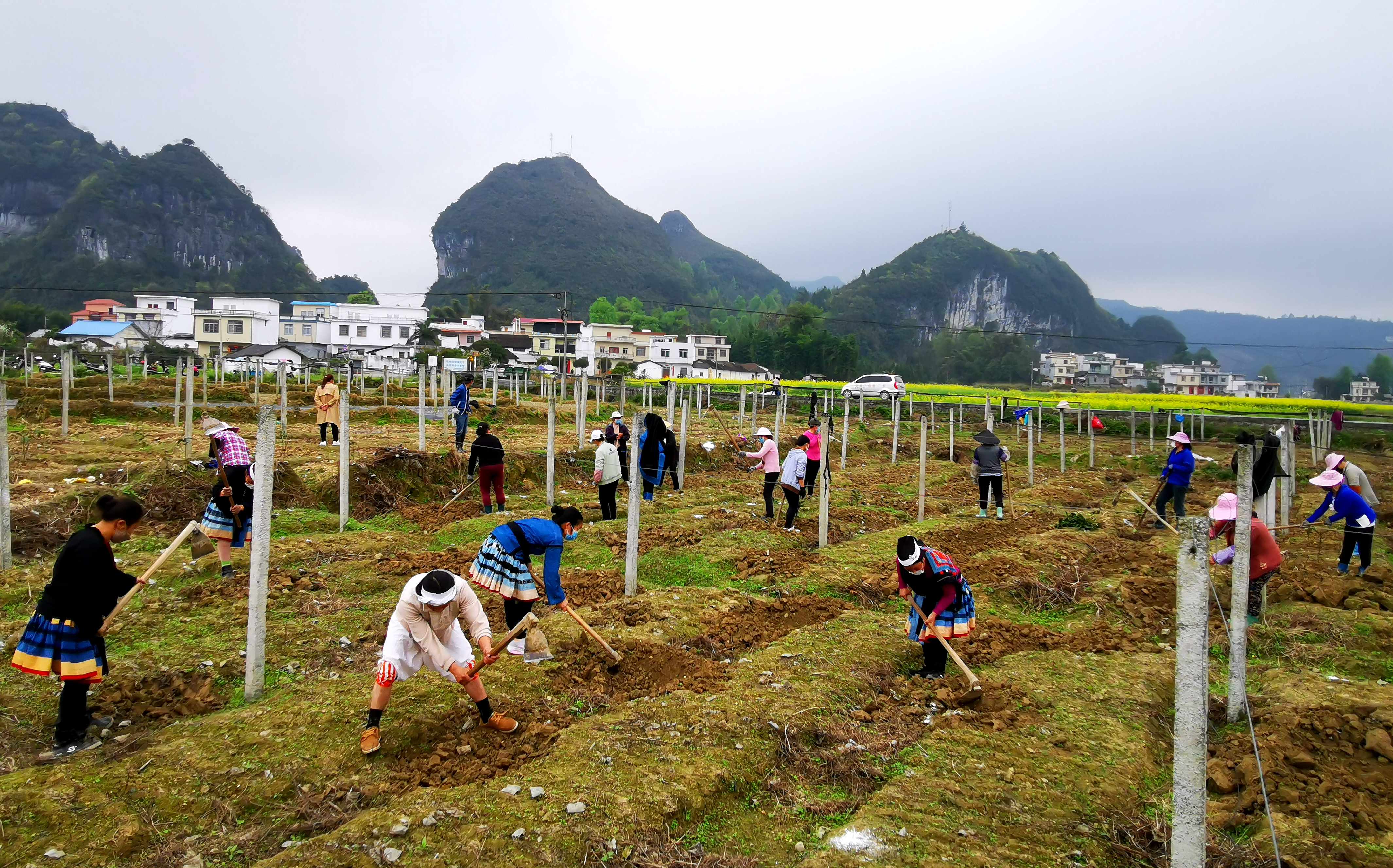 连日来,金城江区侧岭乡的村民闻着盛开的油菜花香,陆