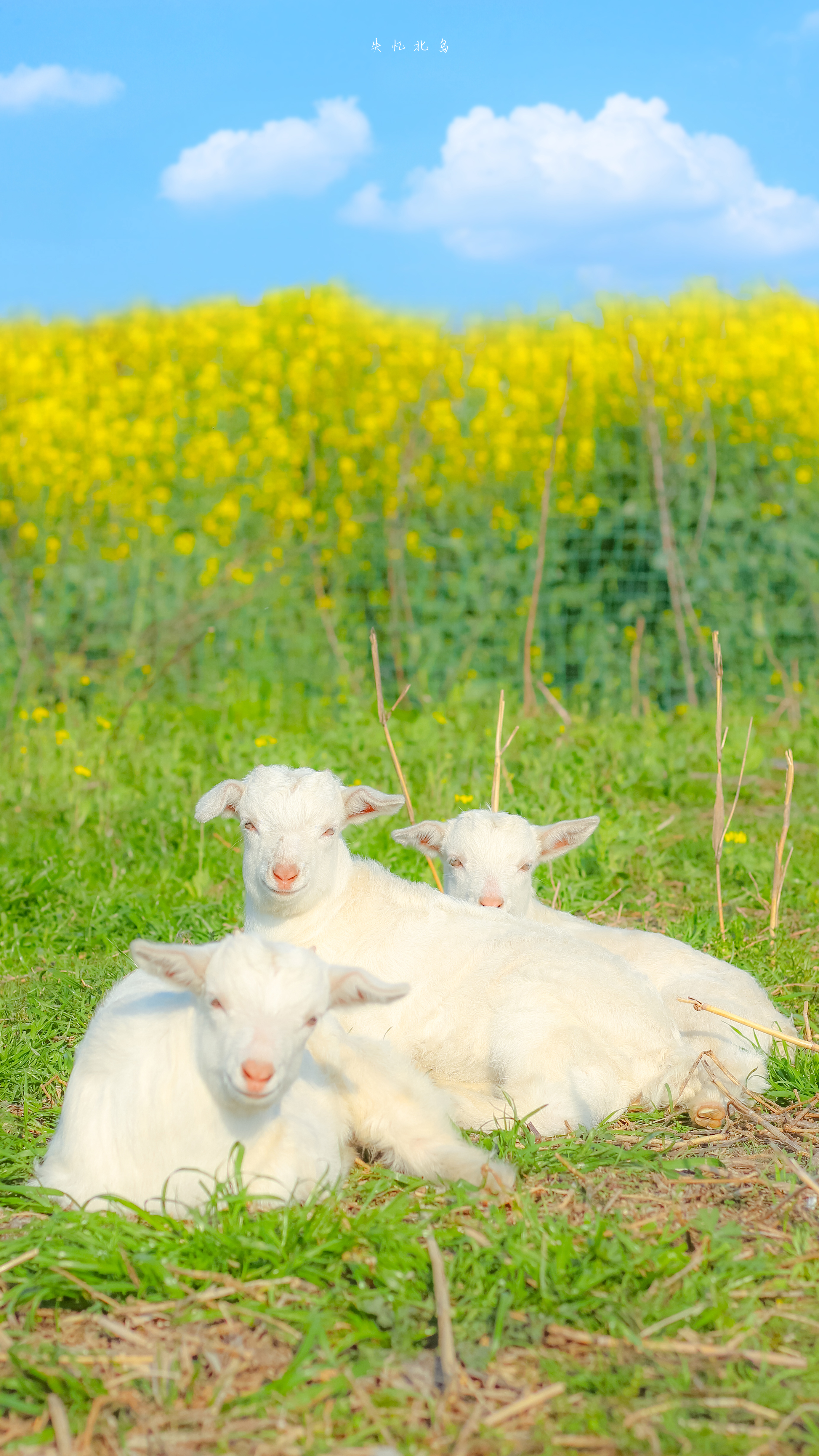 小羊与油菜花在春天的碰面