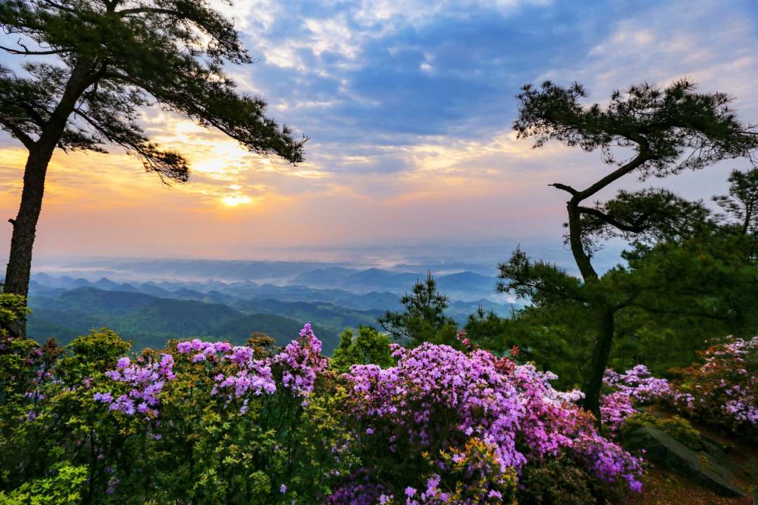 重庆垫江宝鼎山的杜鹃花又开了