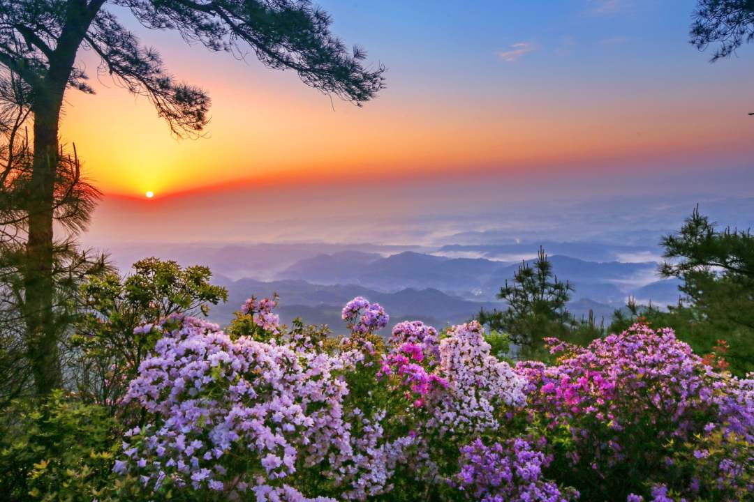 新闻频道 媒体垫江 时下正值垫江县宝鼎山景区杜鹃盛花期.