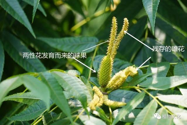 化香树等收球果玩儿