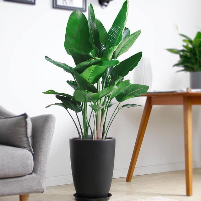 这几种绿植样子大气适合放在客厅改善居家环境