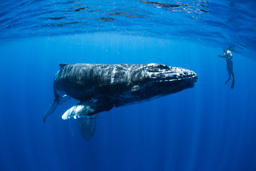 摄影师潜水偶遇座头鲸母子 好奇"鲸宝宝"凑近与人类"握手"