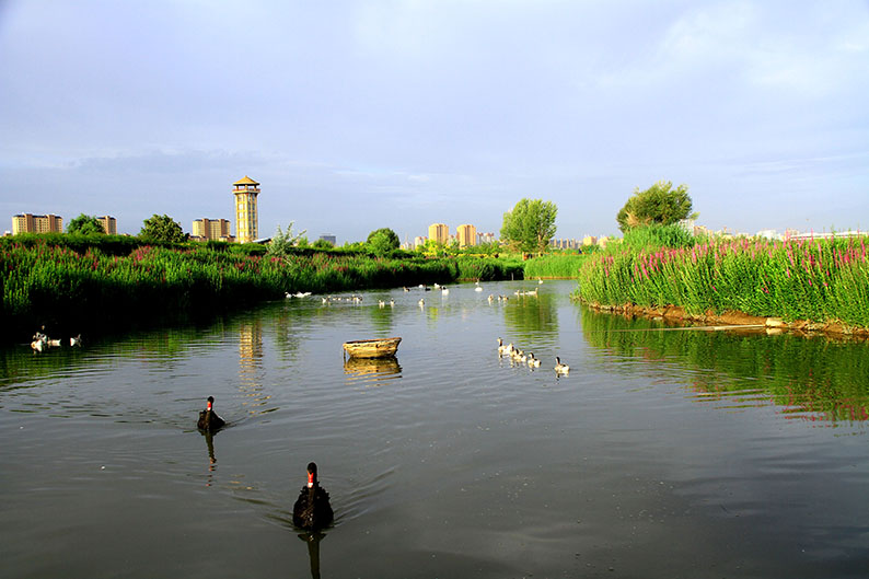 张掖湿地成为鸟的乐园