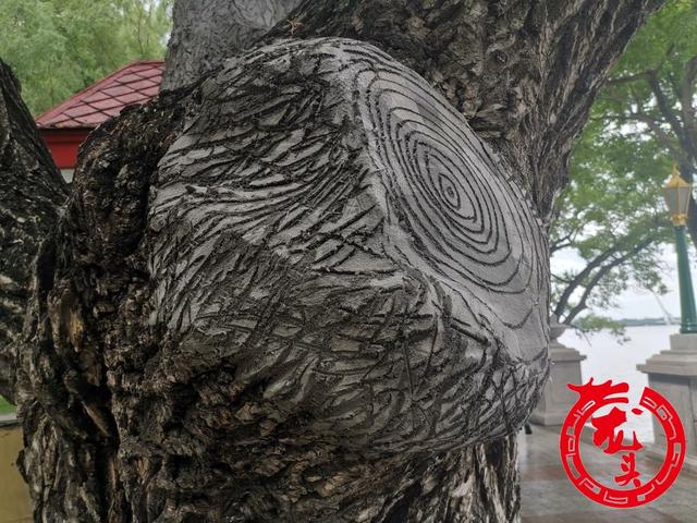 "水泥"勾勒树皮纹理以假乱真,防止受伤树木死亡