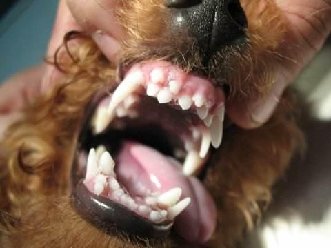 狗狗缺钙时,身体会发出这5种"信号",说明狗狗该补钙了