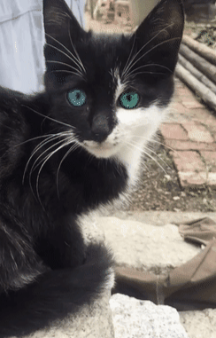 农村偶遇一只小黑猫,猫转过头的那一瞬间,网友沸腾起来:极品猫