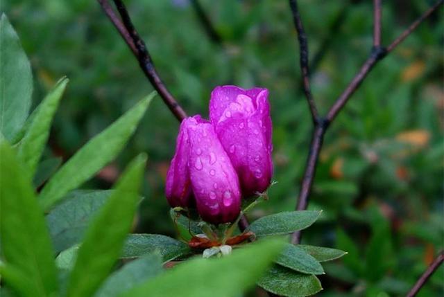 栀子花,杜鹃花"花苞"呼呼掉,都是土壤惹的祸,教你几招能恢复