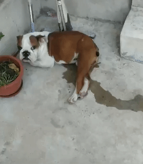 280_320gif 动态图 动图