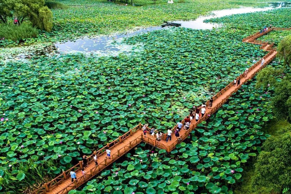 洪湖的这个景区入围首届湖北"避暑旅游目的地"!快来投票