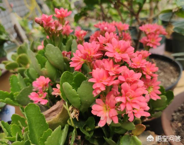 想长寿花四季开花,关进"小黑屋",喂点"开花水",30天开
