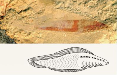 世界迄今最早的脊椎动物——澄江动物群中的昆明鱼和海口鱼