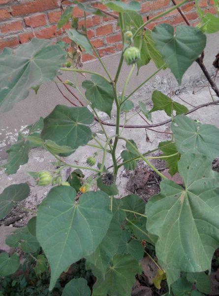 这野草名叫茼麻长得高价值高好看又实用