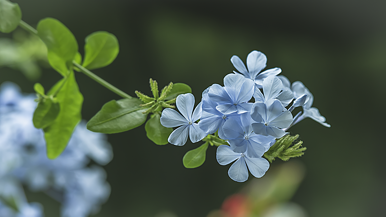 美图:品着茶赏着花,幸福生活多安逸——蓝雪花